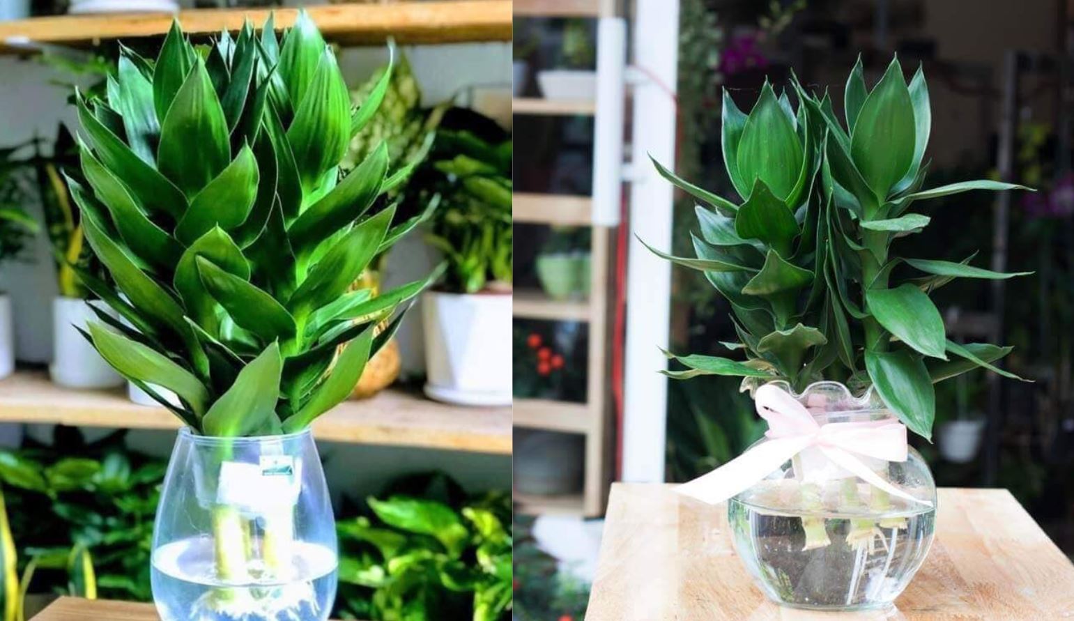 Cây Phát Tài Búp Sen là cây gì